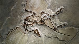 The Case of the Flying Dinosaur — foto 2