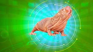 Naked Molerat: Nature’s Weirdest Superhero — foto 1
