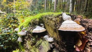 Der wilde Wald — foto 3