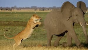 Africa's Giant Killers — foto 2