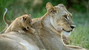 Big Cats, Small World — foto 2