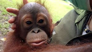 Orangutan Rescue - Back to The Wild — foto 1