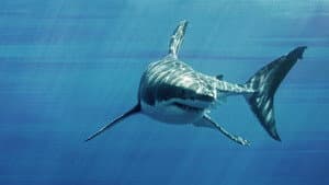 Game of Sharks — foto 3