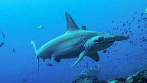 Shark Side of the Moon — foto 8