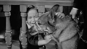 Killer Dog — foto 2