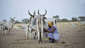 El sistema de la leche — foto 1