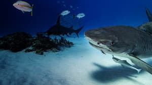 Cannibal Sharks — foto 7