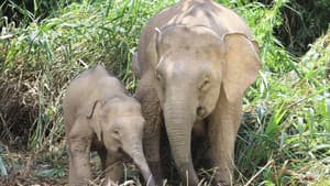Borneo's Secret Kingdom — foto 2
