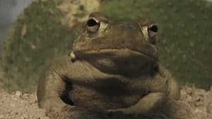 Deep Toad — foto 5
