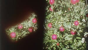 Precarious Garden — foto 1