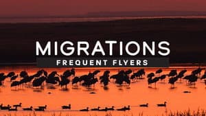 Migrations: Frequent Flyers — foto 2