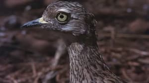 Animals Are Beautiful People — foto 2