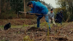 Planter à tout prix - Des arbres pour sauver la planète ? — foto 5