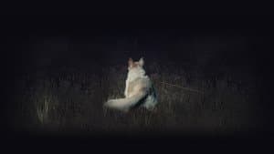 Viene de noche — foto 10