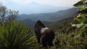 Una historia de gorilas contada por David Attenborough — foto 6