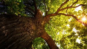 The Secret Life of Trees — foto 1