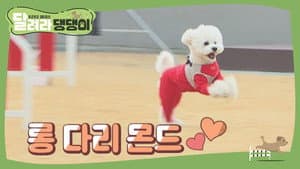 달려라 댕댕이 — foto 2