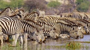 Merveilles d’Afrique — foto 1