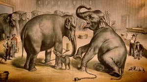 La Tragique Histoire de Fritz l'éléphant — foto 5