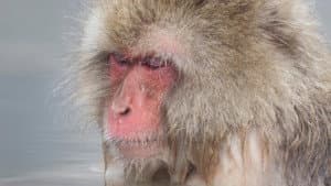 Asia's Wild Secrets — foto 1