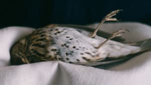 A Metamorfose dos Pássaros — foto 7