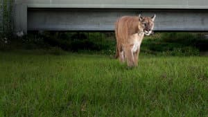 Path of the Panther — foto 2