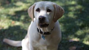 The Dog Who Saved Easter — foto 3