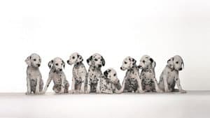 Dogs 101 — foto 2