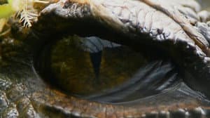 Attenborough and the Sea Dragon — foto 12