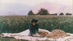 درخت گلابی — foto 1