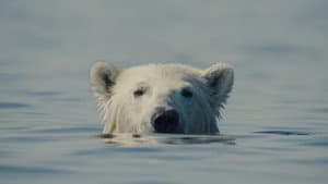 Nuisance Bear — foto 1