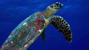 L'oasis de corail des Tuamotu — foto 1