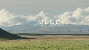 Megeti - Africa's Lost Wolf — foto 1