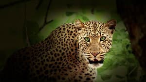 Cazadores de África — foto 1