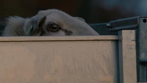 Schaap — foto 2