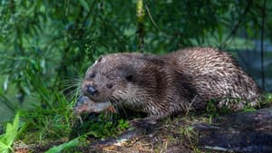 Tiere ohne Grenzen — foto 1