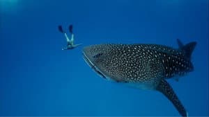 Ultimate Freedive: The Great Barrier Reef — foto 5