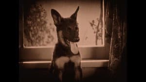 Wonder Dogs! Canine Stars of the Silent Era (1898-1928) — foto 3