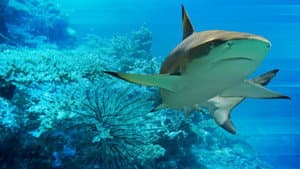 Game of Sharks — foto 2