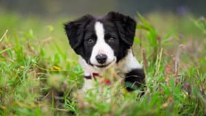 Muster Dogs — foto 3