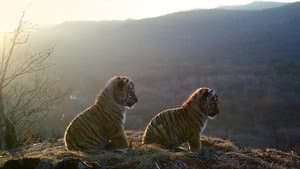 Tigres salvajes de Rusia (Russia’s Wild Tiger) — foto 2