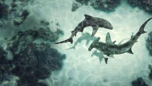 Bull Shark vs. Hammerhead — foto 12