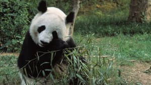 Asia's Wild Secrets — foto 9