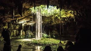 Bosques De Los Mayas