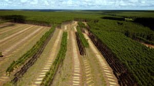 Planter à tout prix - Des arbres pour sauver la planète ? — foto 1
