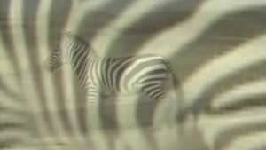 アフリカ動物パズル — foto 3