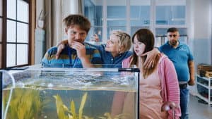 Die Goldfische — foto 3