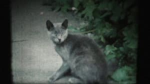 Adagio — foto 2