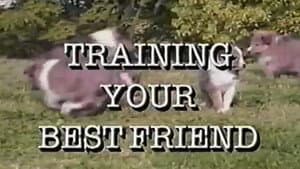 Training Your Best Friend — foto 1