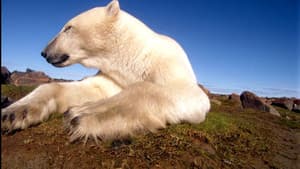 Osos Polares: Ice Bear — foto 3